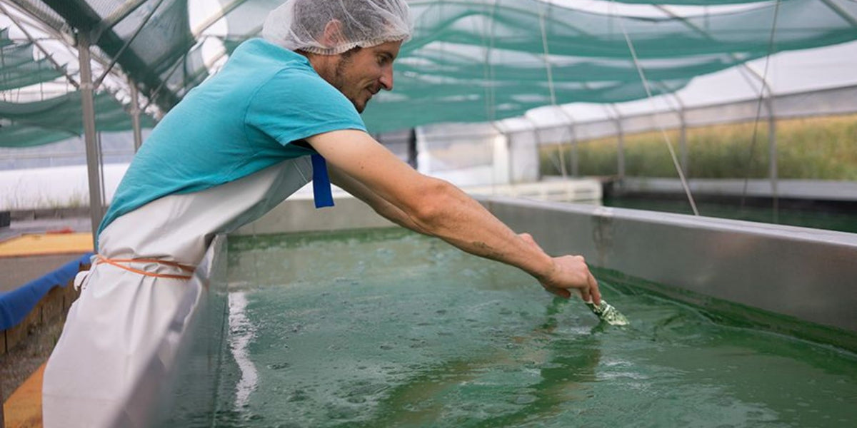 L’Extrait de Spiruline Bio : un concentré de vitalité pour la peau