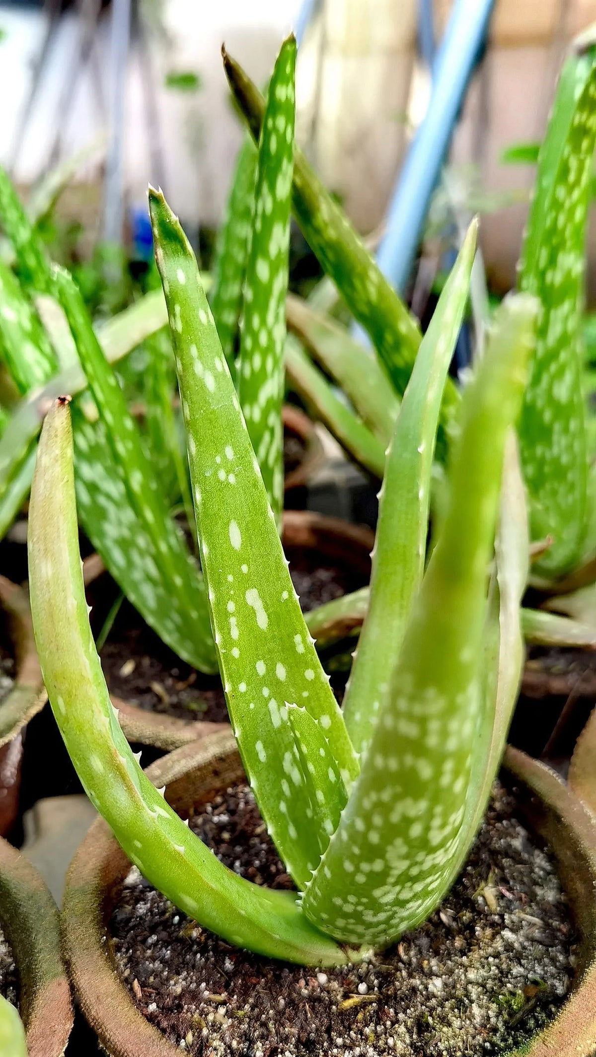 Aloe vera bio
