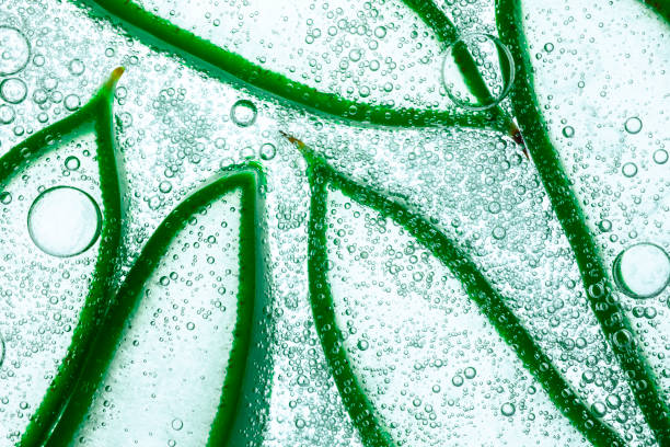 Feuille d'aloe vera fraîche, ingrédient clé du gel nettoyant visage bio Kinz, apaisant et purifiant