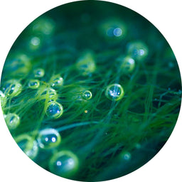 Collagène Marin